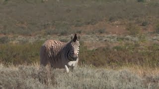 Quagga  back from the dead [upl. by Rehpotsihrc]