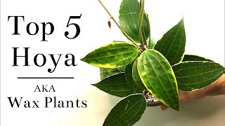 Top 5 Hoya Wax Plants [upl. by Eeniffar194]