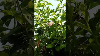 Gregarious amp slender😲 mousebird feeding with leaves👍👉🔔 [upl. by Ahsatan]