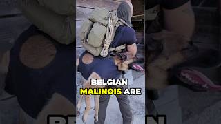 Top 3 Reasons Why Navy SEALs Only Use Belgian Malinois Dogs belgianmalinois navyseals doglover [upl. by Adamik]