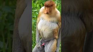 The Enigmatic Proboscis Monkey Unraveling Its Nasal Mysteries monkey shorts animals [upl. by Jacki620]