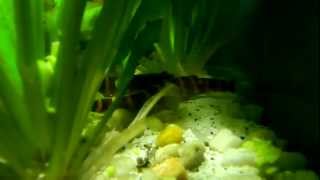 Kuhli Loaches Love Peas [upl. by Asik]