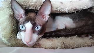 Cornish Rex Ulrico [upl. by Llerat]