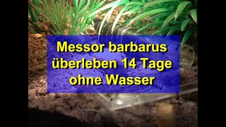 Meesor barbarus 14 Tage ohne Wasser [upl. by Hitchcock753]