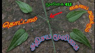 மஞ்சிட்டி  மஞ்சிஸ்டி  அறிவாள்மனைக்கொடி  Manchisti  Rubia cordifolia  அலசல்  Alasal [upl. by Selina]