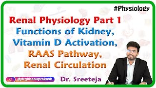 Renal Physiology Part 1 Functions of Kidney Vitamin D Activation RAAS Pathway Renal Circulation [upl. by Gussman80]