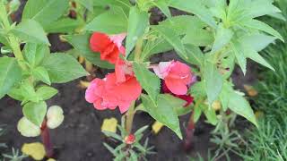 How to grow Balsam بالسم Flowers 💐 from seeds [upl. by Zile]