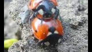 Larry the Ladybird Caution swearing by k9oggy [upl. by Win217]