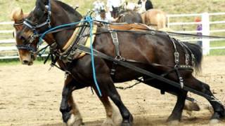 Work horses pull more than 9000 lb to start the stampede [upl. by Arayk163]