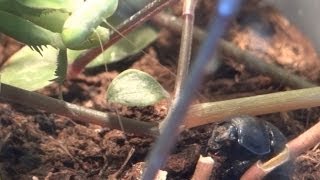 praying mantis catches earthboring dung beetle on the ground  Gottesanbeterin attackiert Mistkäfer [upl. by Ahsinrats]