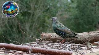 Fascinating Facts About Abbotts Starling [upl. by Aleta]