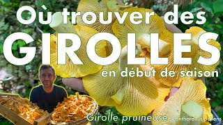 OU TROUVER DES GIROLLES EN DEBUT DE SAISON  La girolle pruineuse [upl. by Yetta]