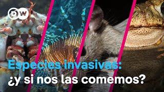 ¿Matar y comérselos ¿Cómo protegerse de las especies invasoras [upl. by Suolevram]