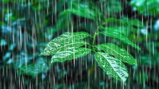 Rainfall on Forest Foliage  Rainstorm Sounds for Sleeping [upl. by Nador821]