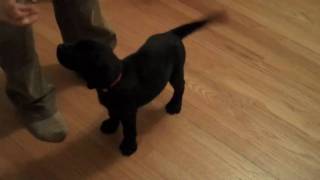 Labrador Puppys First Night Home [upl. by Yelhak834]