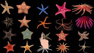 Different types of starfish [upl. by Andrus]