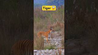 Tiger Attack 😱 Jim Corbett National Park shorts tiger jimcorbett [upl. by Lazaruk868]