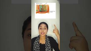 Excretion in Annelida eg Earthworm shorts annelida biologytutorial viral science biology [upl. by Ardeahp]