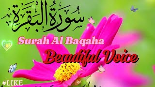 surah al baqarah Mishary Rashed Alafasy سورة البقرةم الشيخ مشاري راشد العفاسي [upl. by Snow184]