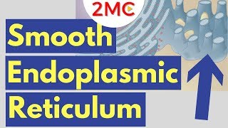 Smooth Endoplasmic Reticulum Function and Structure  Cell Biology Simplified [upl. by Anialeh]