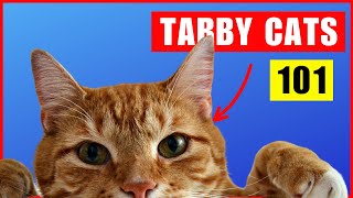 Fascinating Tabby Cat Facts [upl. by Tomlinson805]