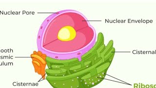 What are Ribosomes Ribosomes function and structure class 9  fundamental unit of life ribosomes [upl. by Leahcimnhoj903]