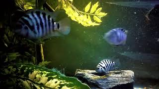 the Convict Cichlid tank [upl. by Hunsinger]