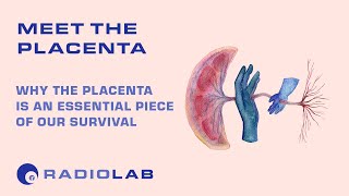 Meet the Placenta  Radiolab Podcast [upl. by Mcmahon]