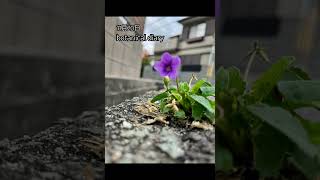 11月20日2023年 botanical diary 癒し動画 癒し リラックスbgm bgm おやすみジブリ 音楽 [upl. by Nitsir132]