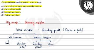Cork cambium and vascular cambium are [upl. by Ken247]