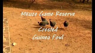 Crested Guinea Fowllifehabitat [upl. by Lunn170]