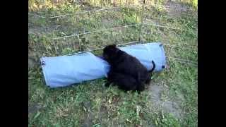 Edbrios Kerry Blue Terrier Puppies 2015  6 weeks old [upl. by Anirec]