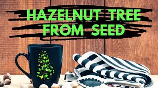 Growing Hazelnut and Walnut Tree from Seeds [upl. by Yentihw]