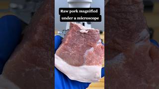 quot raw pork microscope shortvideo science microscopeworld biology microscopy microscopeview [upl. by Desdemona]