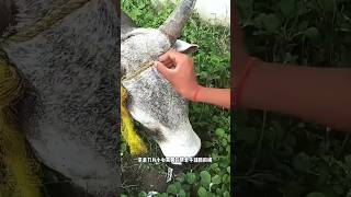 The rope is stuck on the head of this cow sort animals sorts sortvideo youtubeshorts [upl. by Hseham]