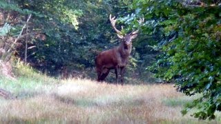 Robert le combattant cerf 18 cors Forêt de Fontainebleau [upl. by Theta]