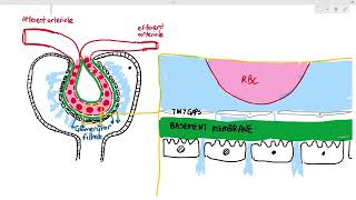 145 Urine Formation 2 Ultrafiltration Cambridge AS A Level Biology 9700 [upl. by Krilov356]