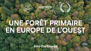 Une forêt primaire en Europe de lOuest avec Francis Hallé  Into the Rewild [upl. by Swagerty709]