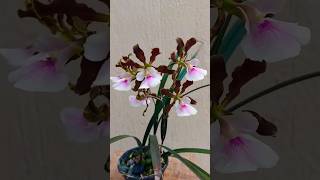 Encyclia Randii 🥰 orquidealinda floracão orquideaencyclia [upl. by Taran]