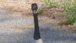 Cray cray wild goose chase funny nature animals [upl. by Garate]