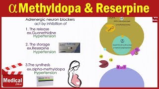 Pharmacology ANS 19 Adrenergic Neuron Blockers  Guanethidine  Reserpine  Alpha methyldopa [upl. by Fidelis]