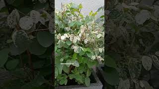 Year round colour 4 snow bush plant Excellent choice and low maintenance garden blooming colour [upl. by Ahsuas]