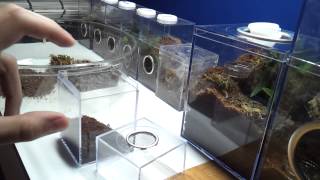 How to setup a spiderling enclosure [upl. by Rebecka]