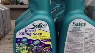 Safer Insecticidal Soap in 32oz  Quick Tips and How To with Chad Harris [upl. by Ailekahs]