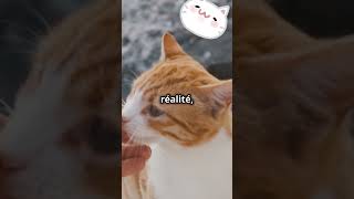 Pourquoi le chat se frotteil contre vous [upl. by Itsym]