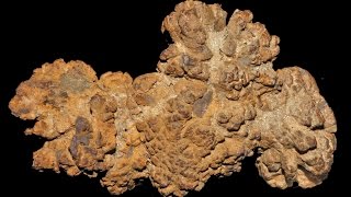 Coprolite Chemistry  what fossilised faeces can tell us about extinct animals [upl. by Atnima917]