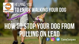 The Best Collar To Train Your Dog To Stop Pulling On Lead  Kind Safe Comfortable amp Effective [upl. by Jacie]