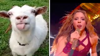 Shakira Tongue Vs Goat [upl. by Larkins]