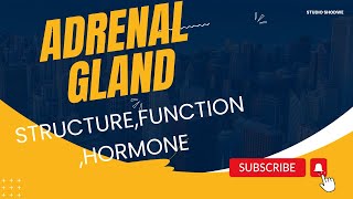 Adrenal GlandAdrenaline Noradrenaline HormoneGlucocorticoid Mineralocorticoid Androgen [upl. by Minier]