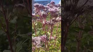 Eupatorium Cannabinum or Hempagrimony or Holy Rope for todays FLOWER HUNTING NONNA🇮🇹 [upl. by Renmus]